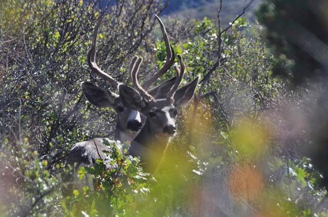 deer in the brush